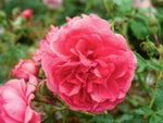 Rosarium Uetersen - Kletterrose Climber