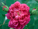 Rose de Resht - Damaszenerrose
