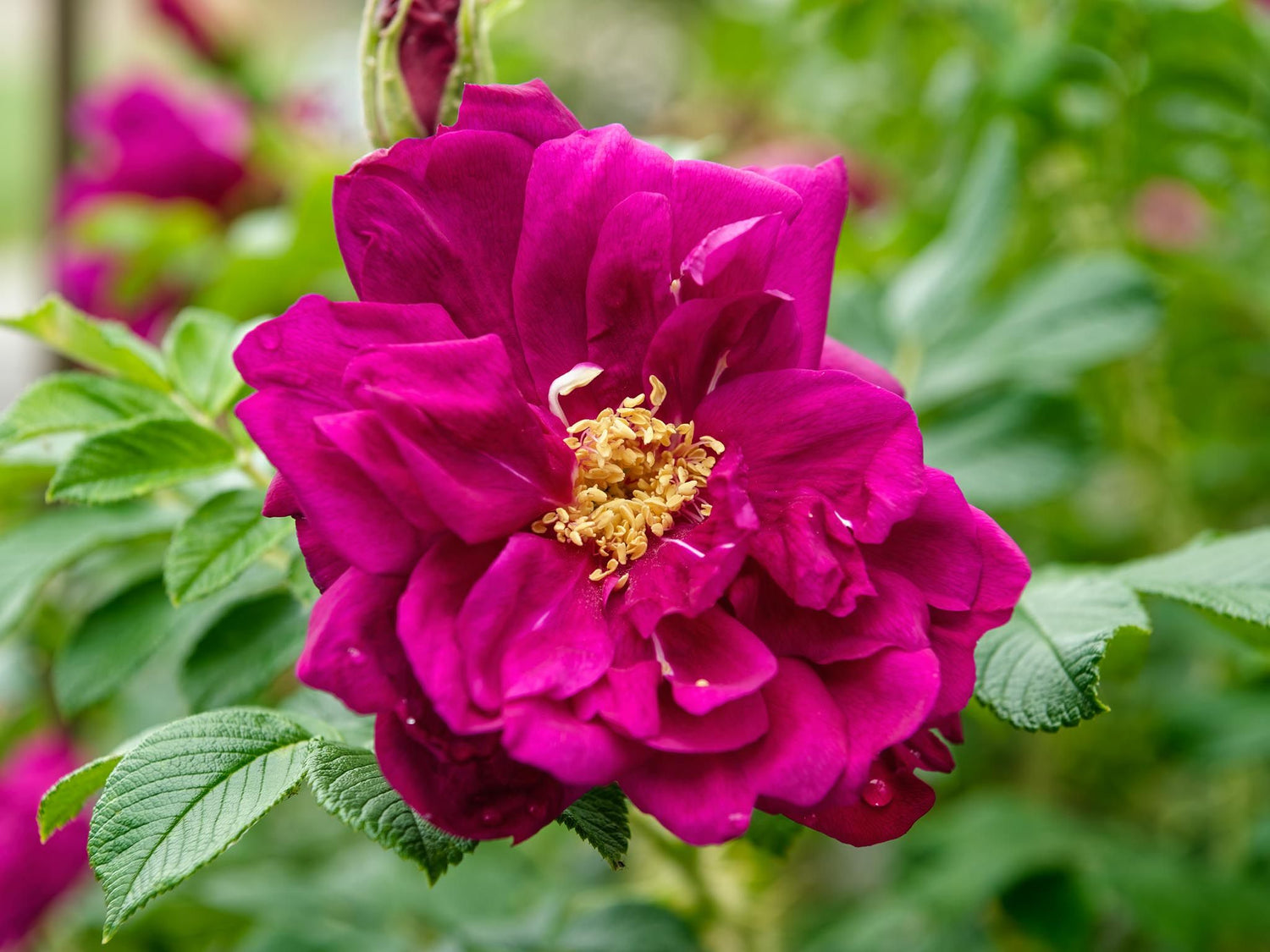 Rotes Meer Rugosa - Kartoffelrose Strauchrose