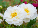 Schneekönigin - Bodendeckerrose