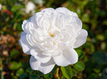 Snow Ballet - Bodendeckerrose