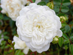 Snow Ballet - Bodendeckerrose
