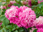 Super Dorothy - Kletterrose Rambler