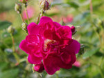 Super Excelsa - Kletterrose Rambler