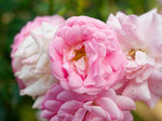 Super Fairy - Kletterrose Rambler