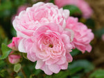 The Fairy - Bodendeckerrose