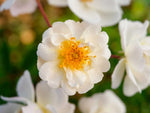 Trier - Moschusrose Strauchrose