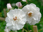 Venusta Pendula - Kletterrose Rambler