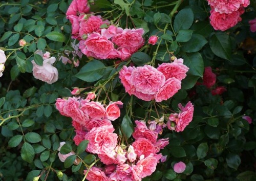 Rosa 'Pink Swany'