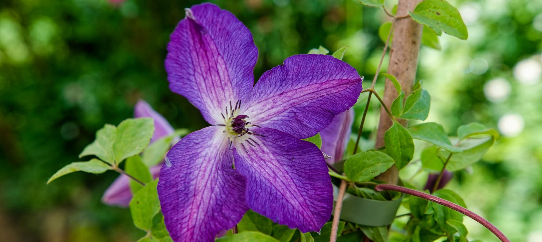 Clematistage: Ein Fest für Kletterkünstler
