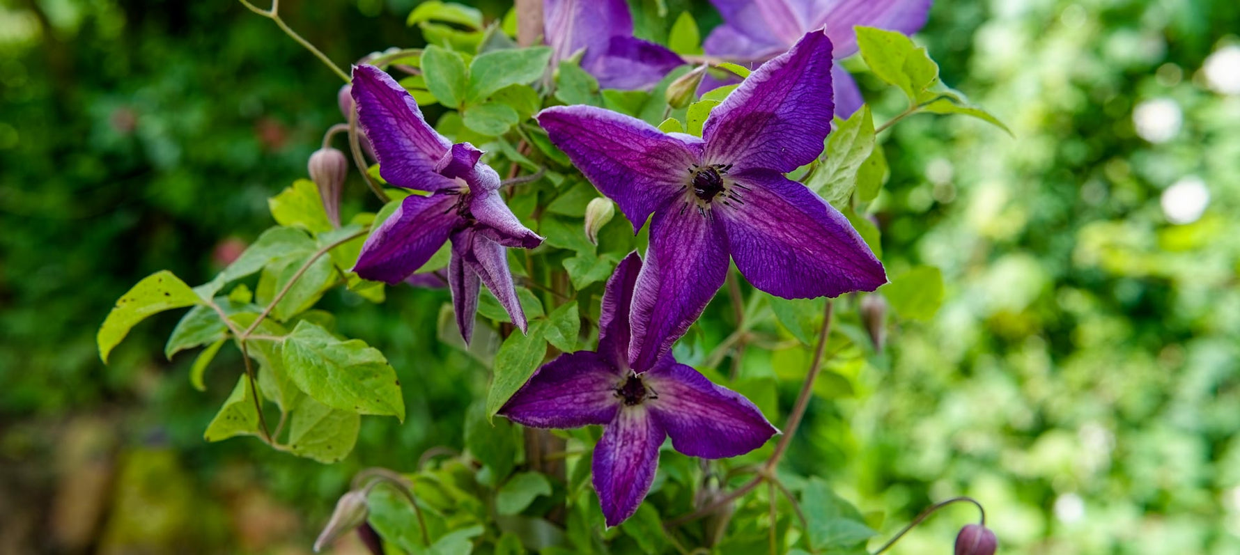 Clematis pflegen: Gesunde Pflanzen und kräftige Blüten