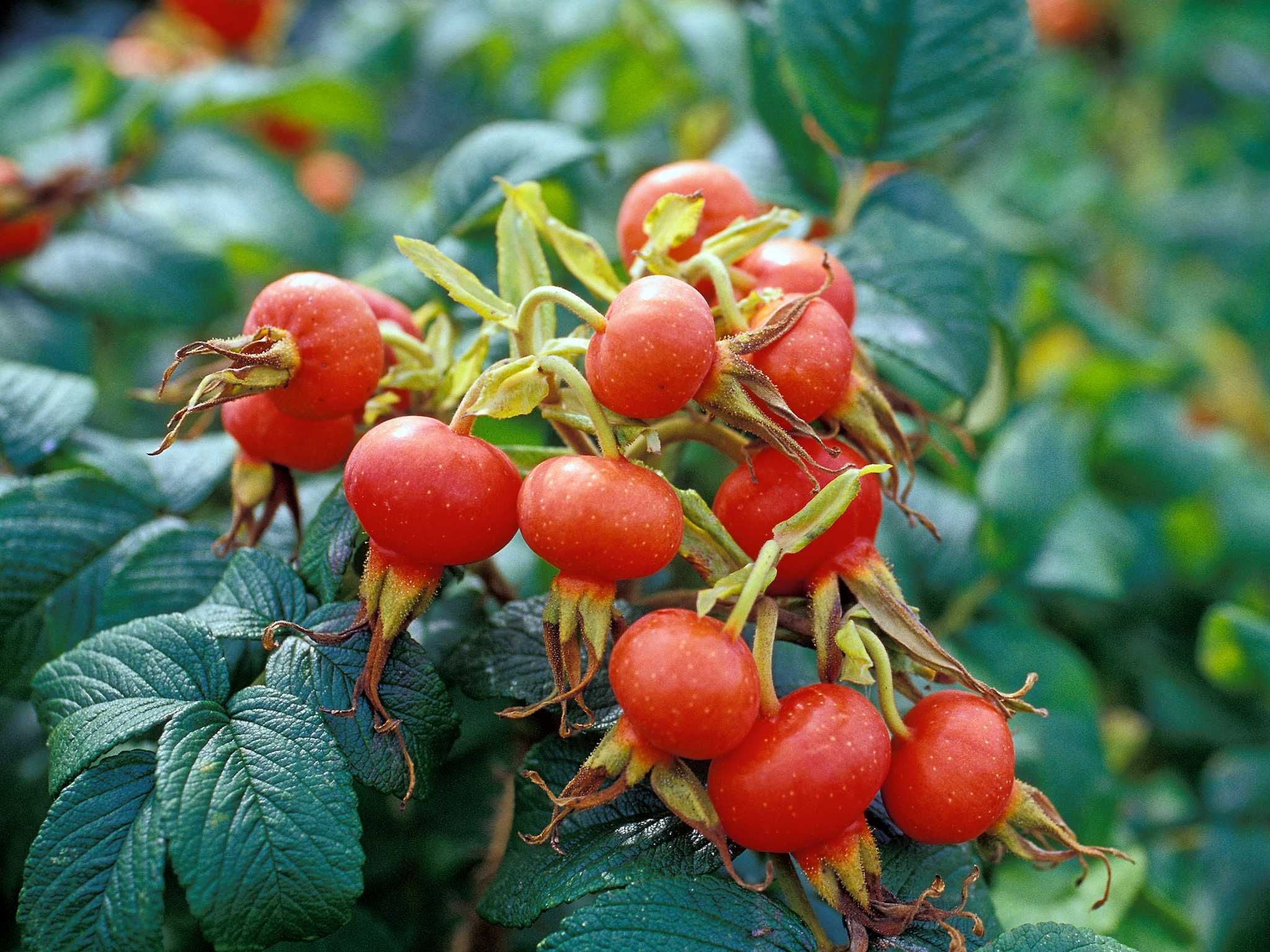 Hagebuttenmarmelade – Ein Hauch von Herbst im Glas