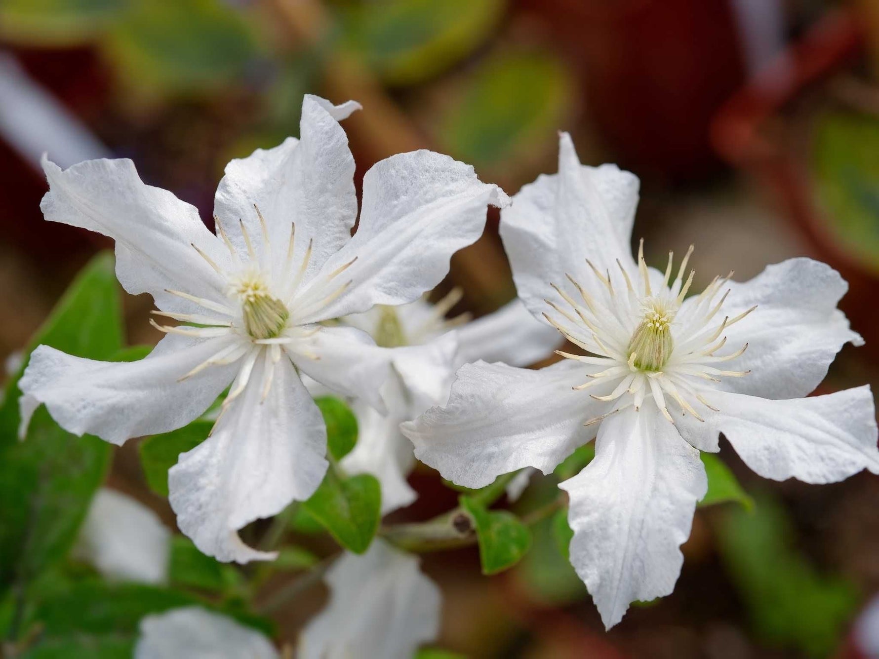 Clematis richtig pflanzen