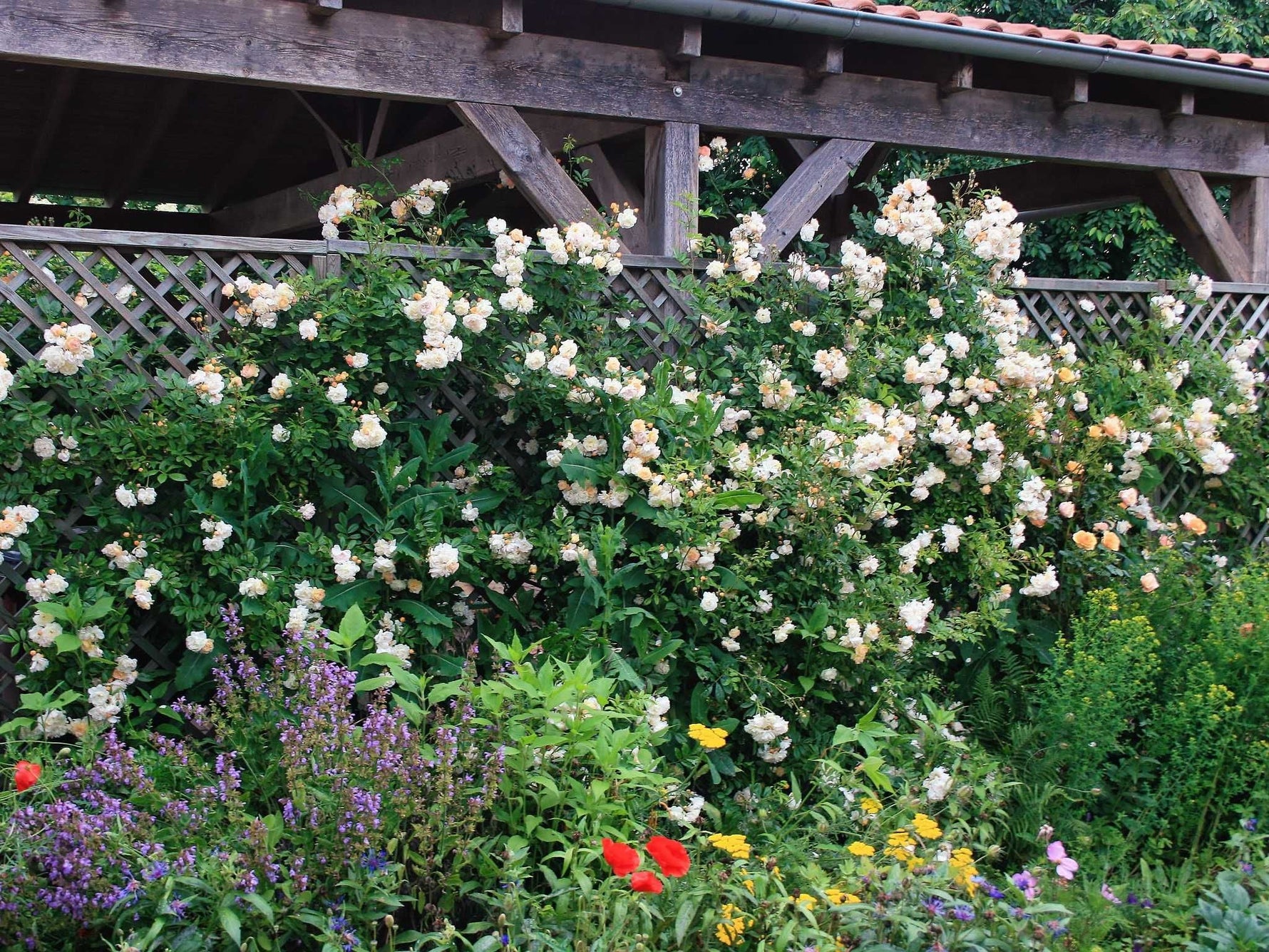 Vertikaler Blütentraum mit Ramblern und Climbern