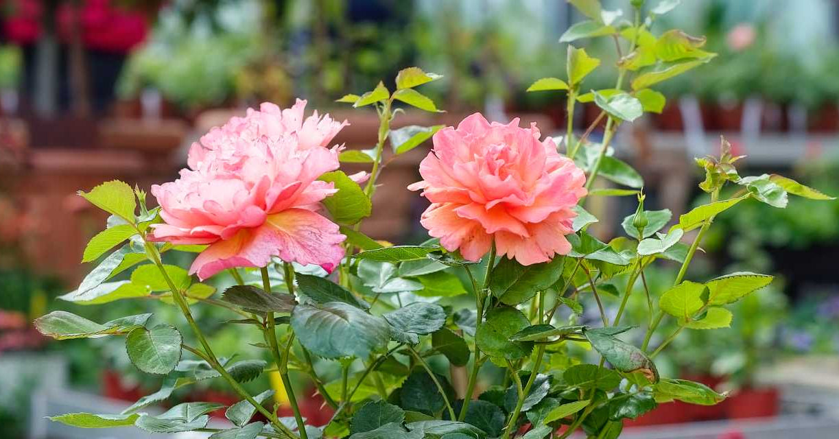 Stammrosen pflanzen und pflegen