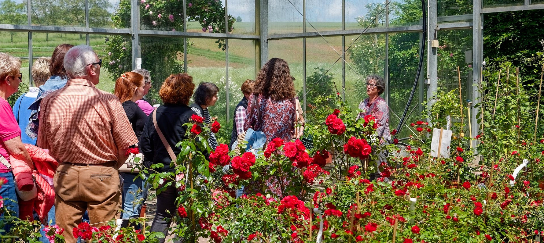 Steinfurther Rosentage 2025