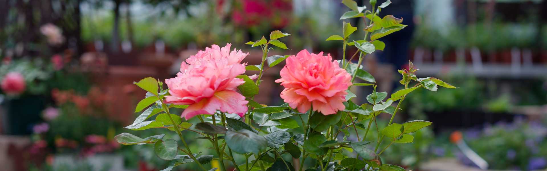 Stammrosen pflanzen und pflegen