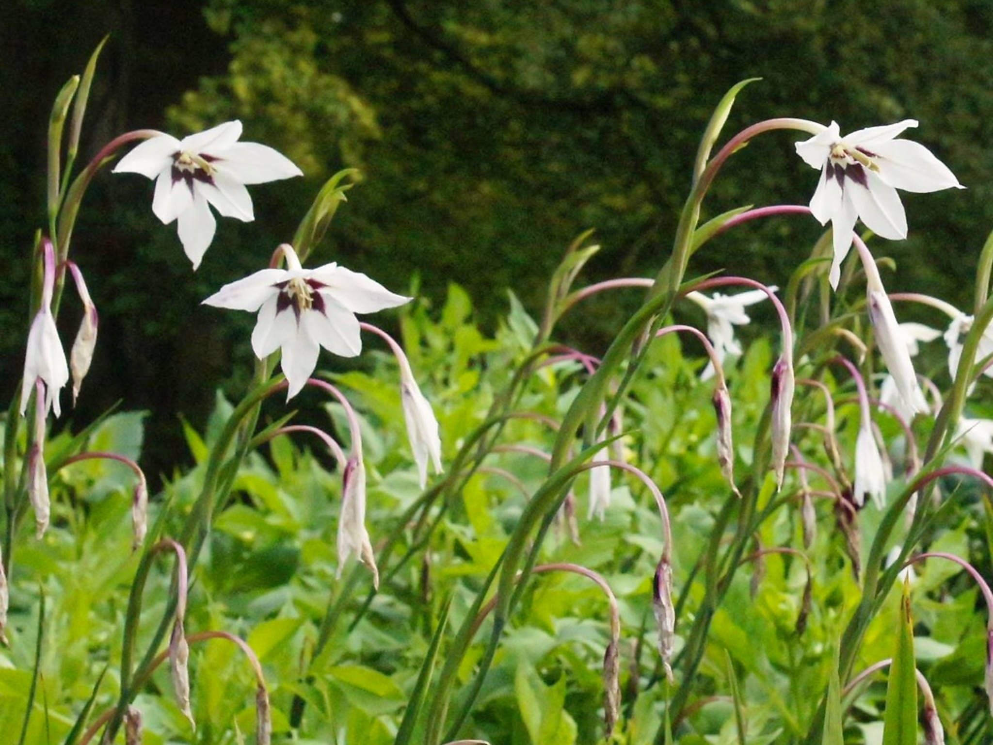 Blumenzwiebeln und -knollen