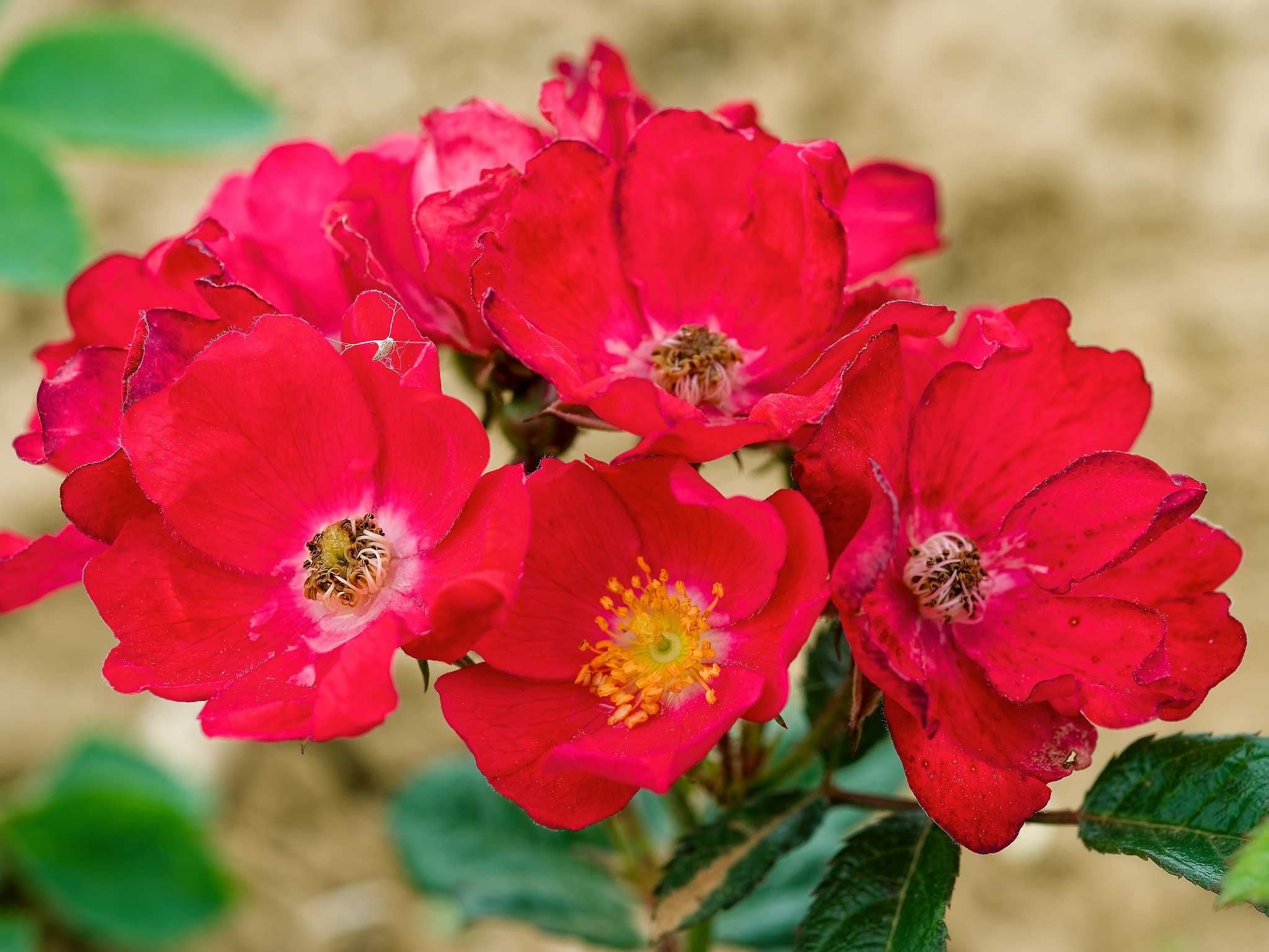 Zwergrosen mit kleinen Blüten