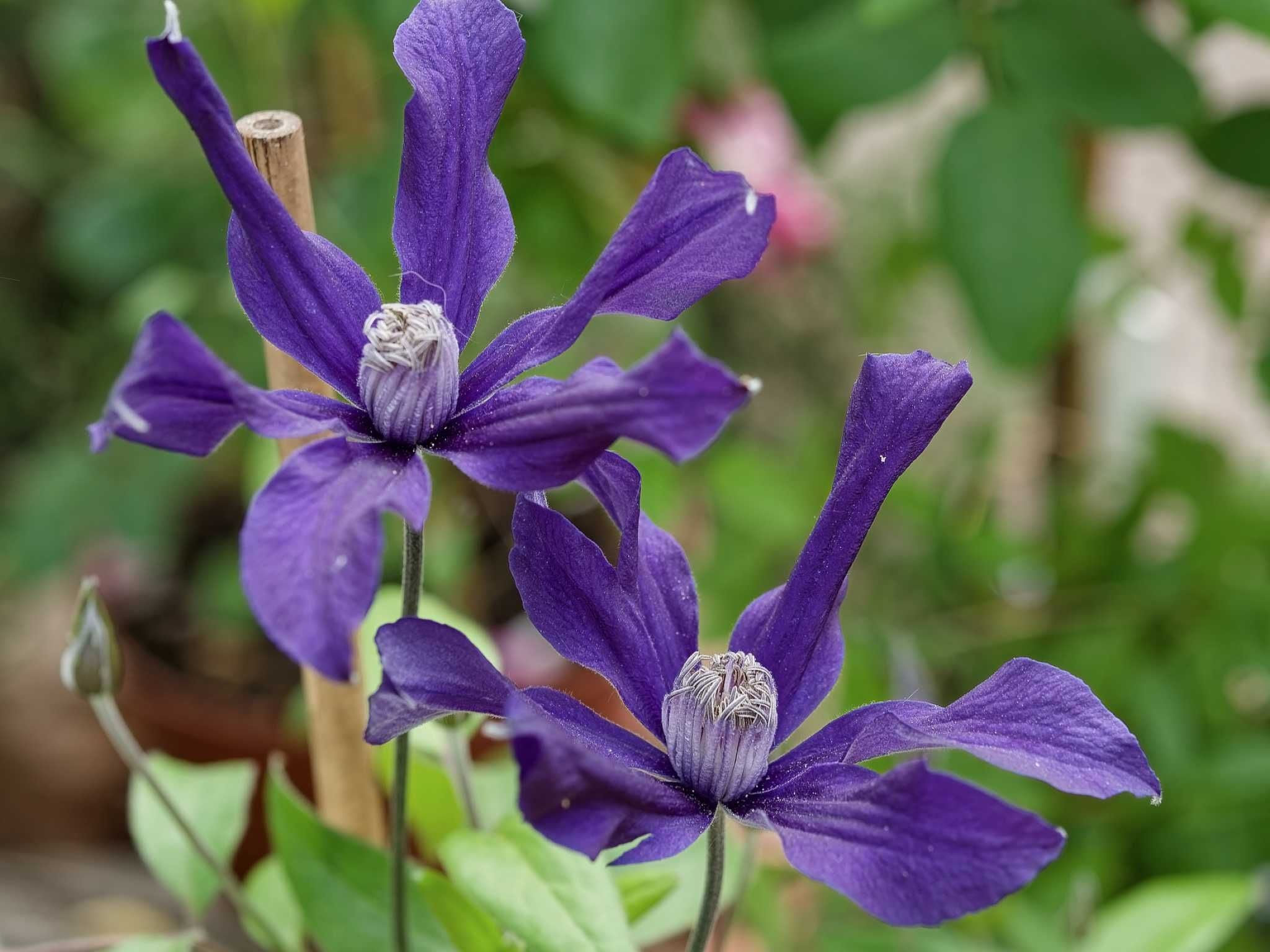 Aufrecht wachsende Clematis