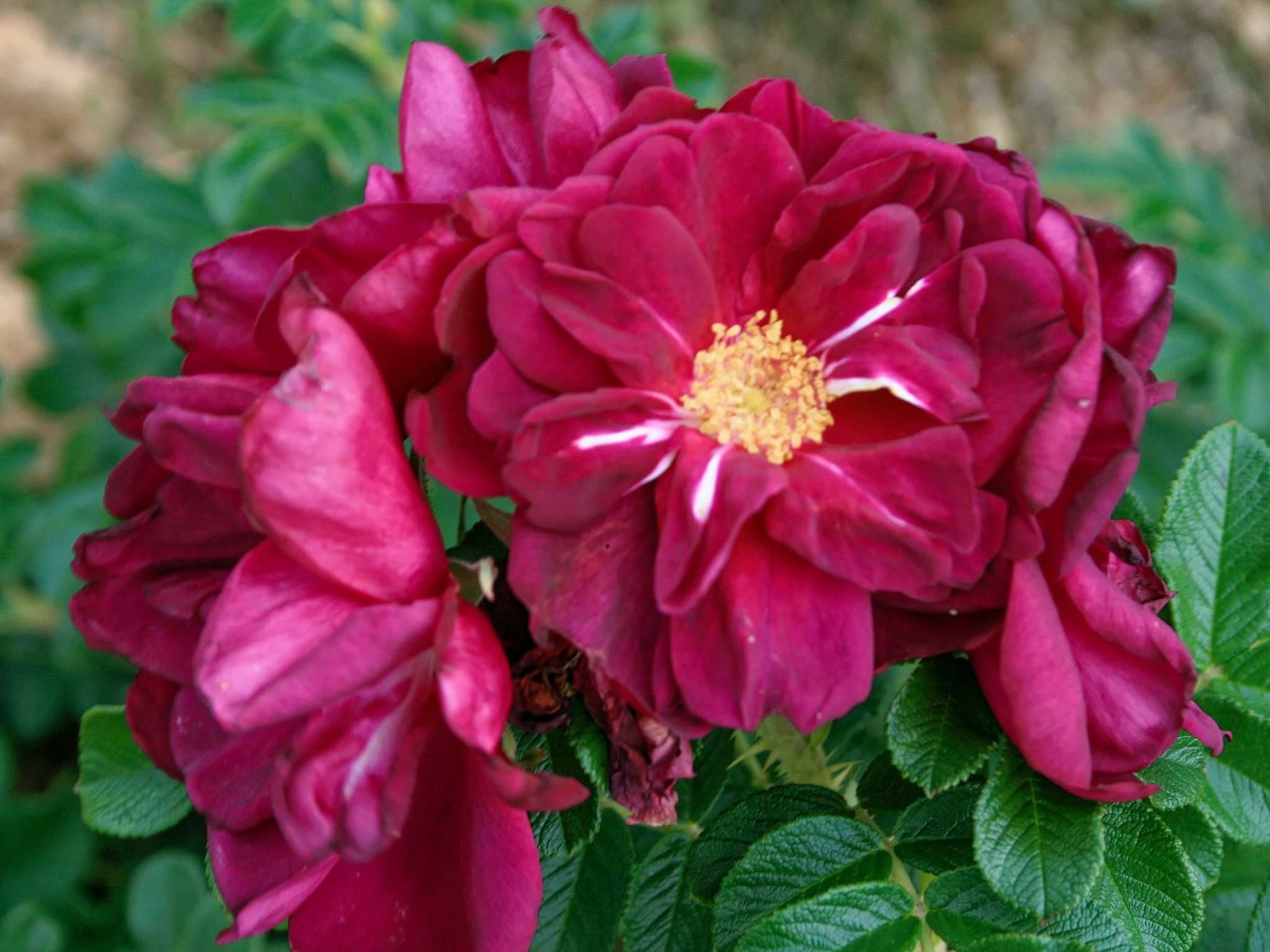 Wurzelnackte Stammrosen 90cm Stammhöhe