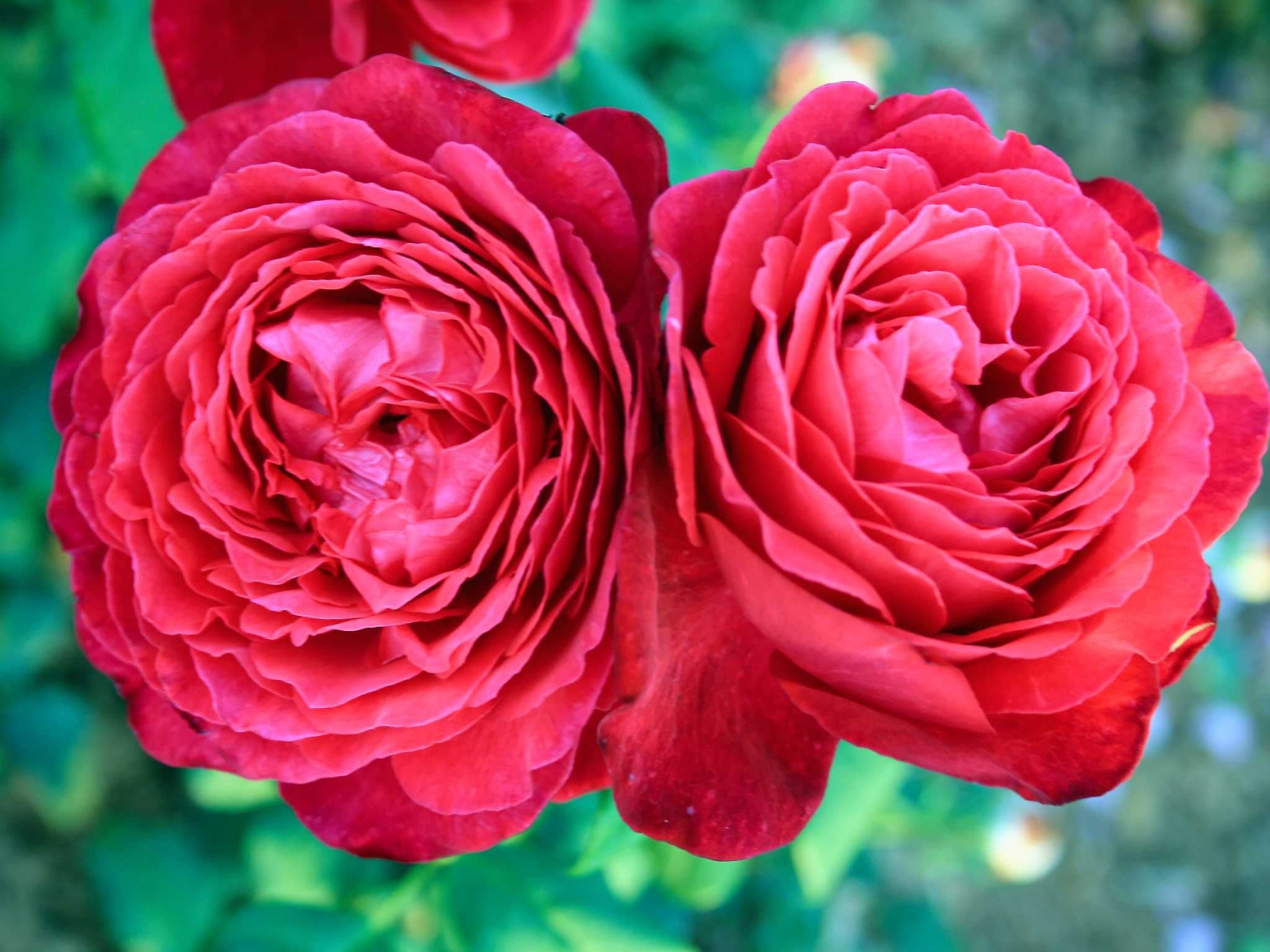 Wurzelnackte Stammrosen 60cm Stammhöhe