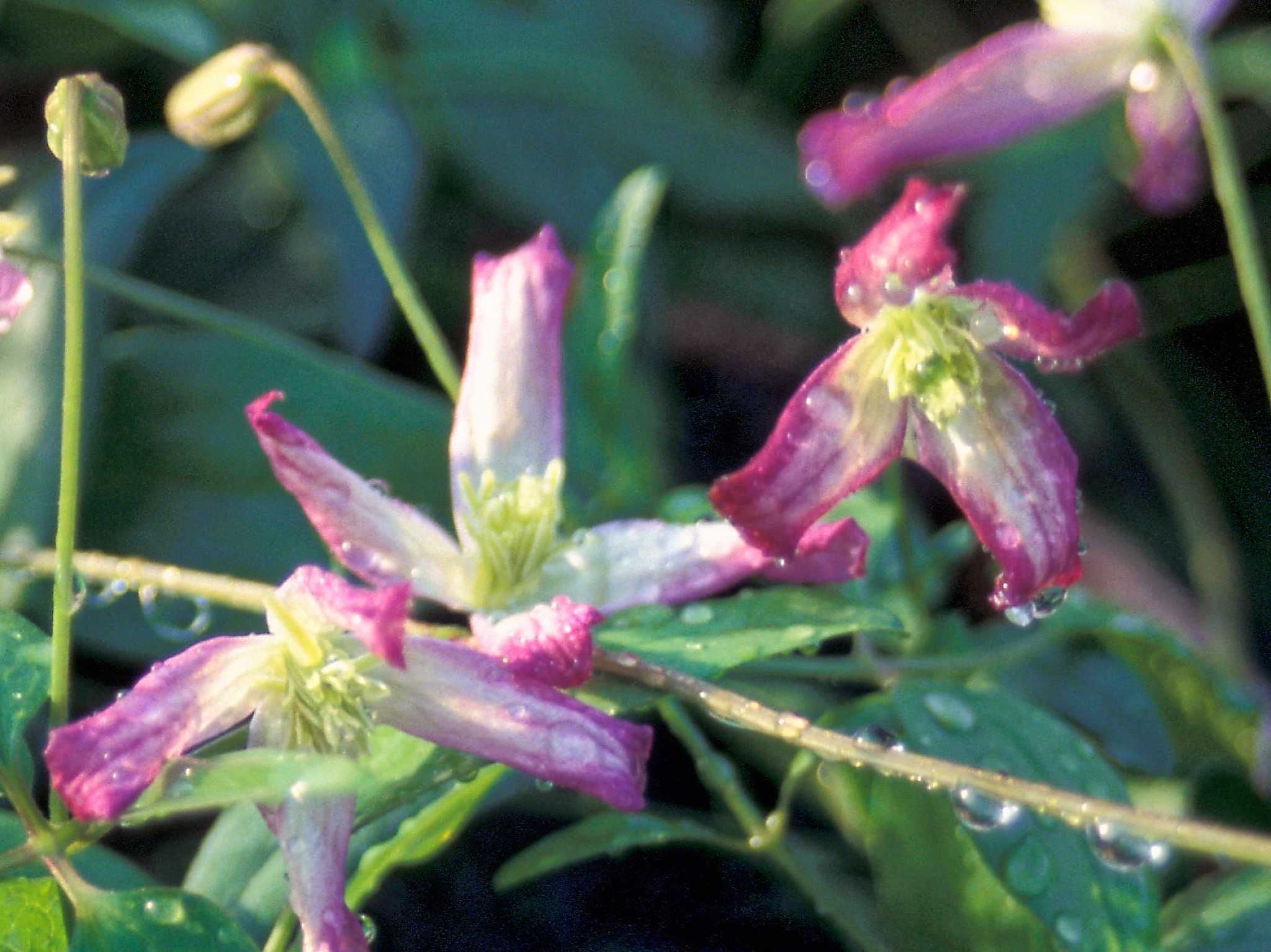 Clematis-Flammula-Gruppe