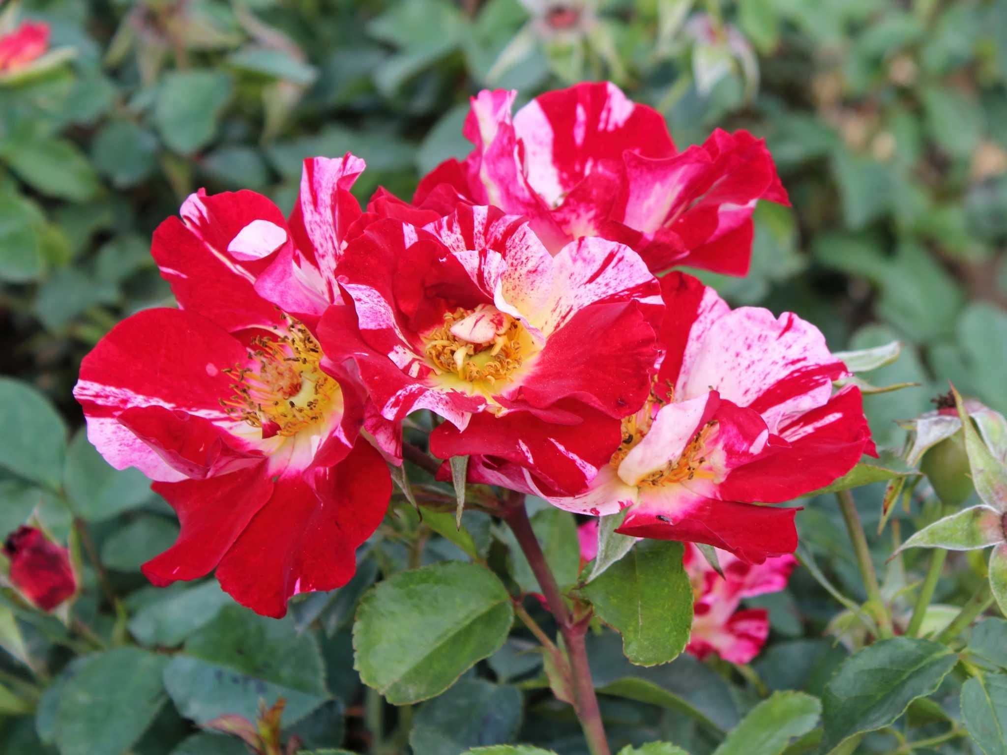 Stammrosen 90-cm-Stammhöhe