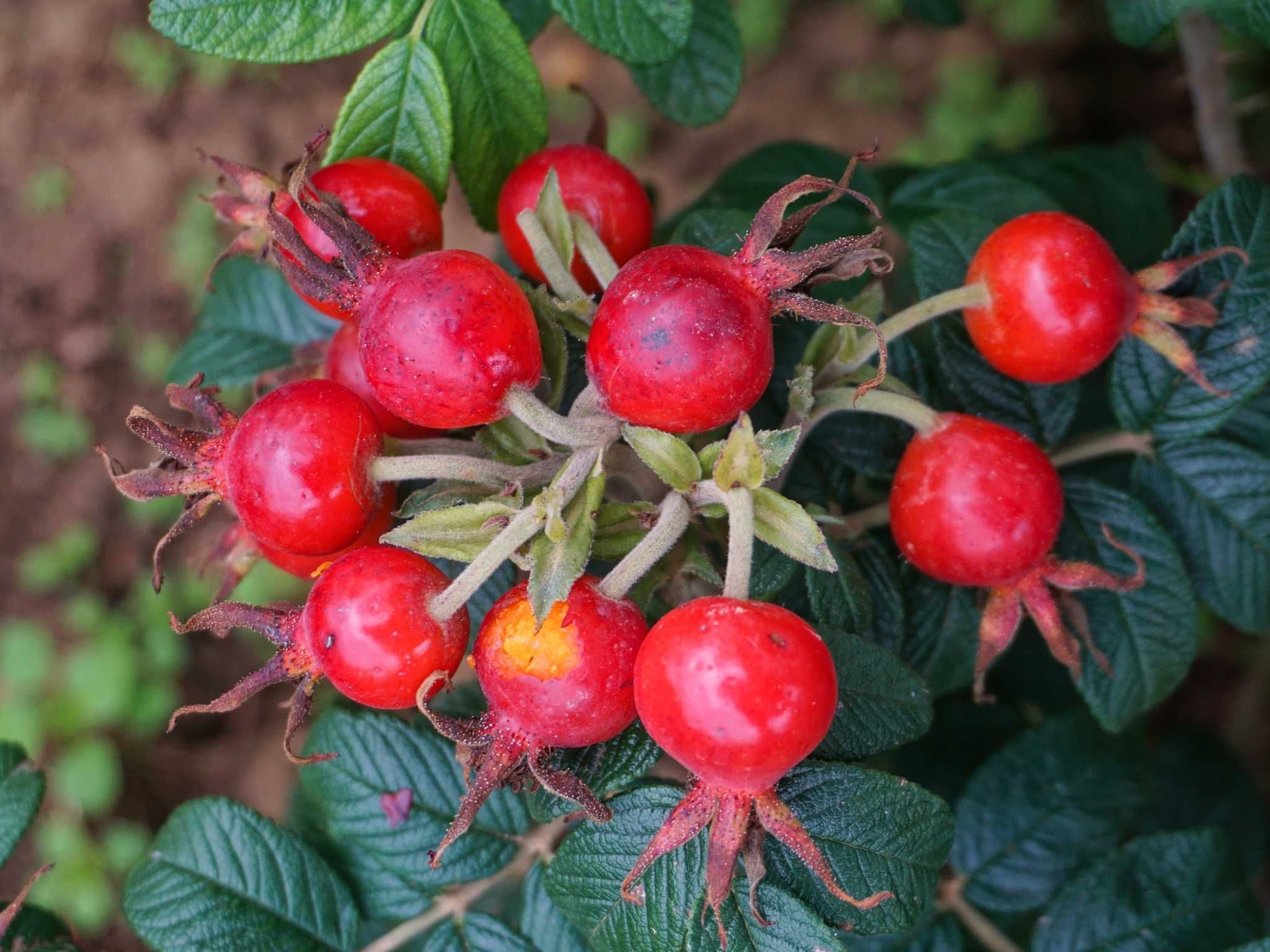 Hagebuttenbildende Rosen