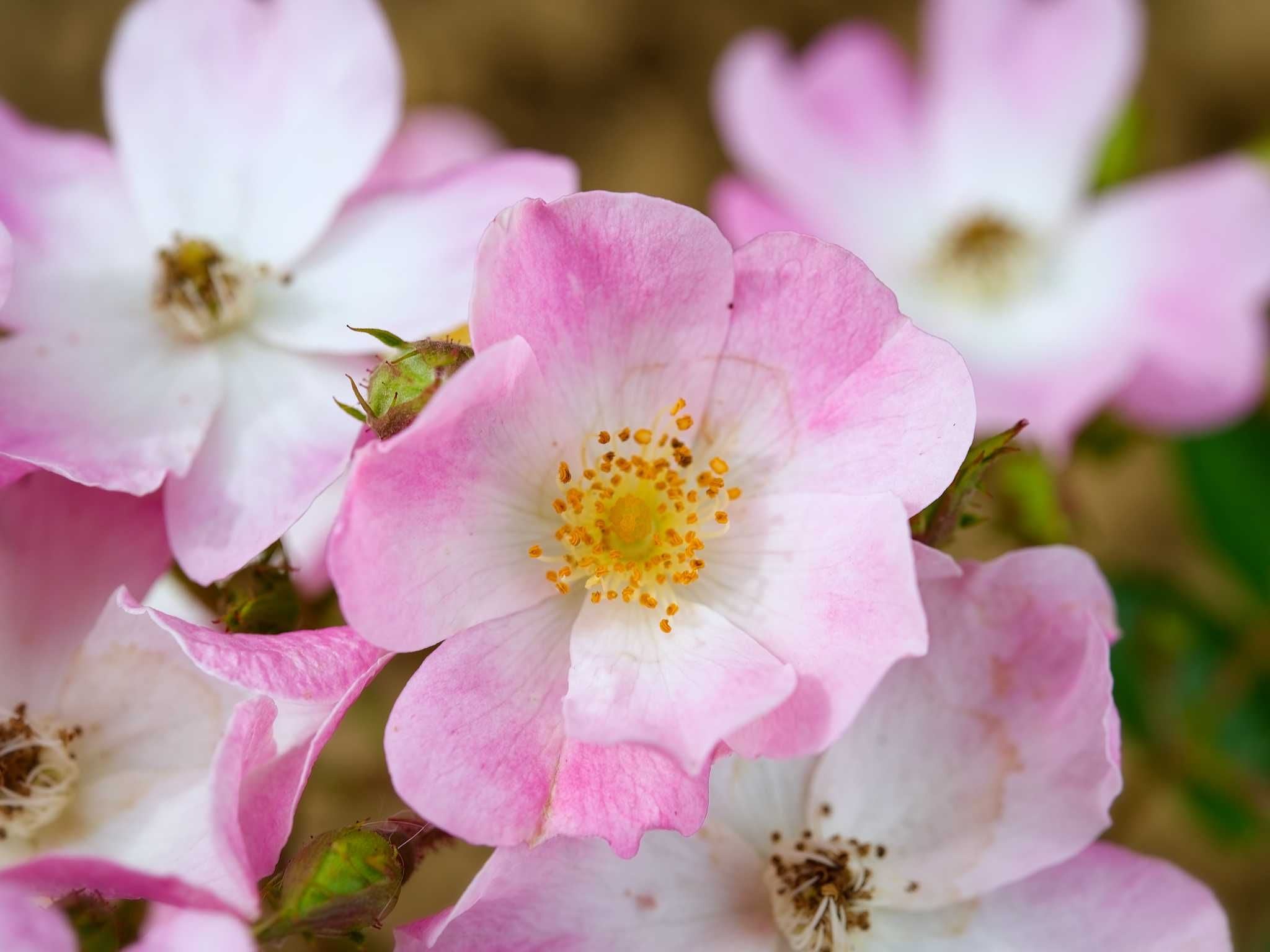 Mehrmalsblühende historische Rosen