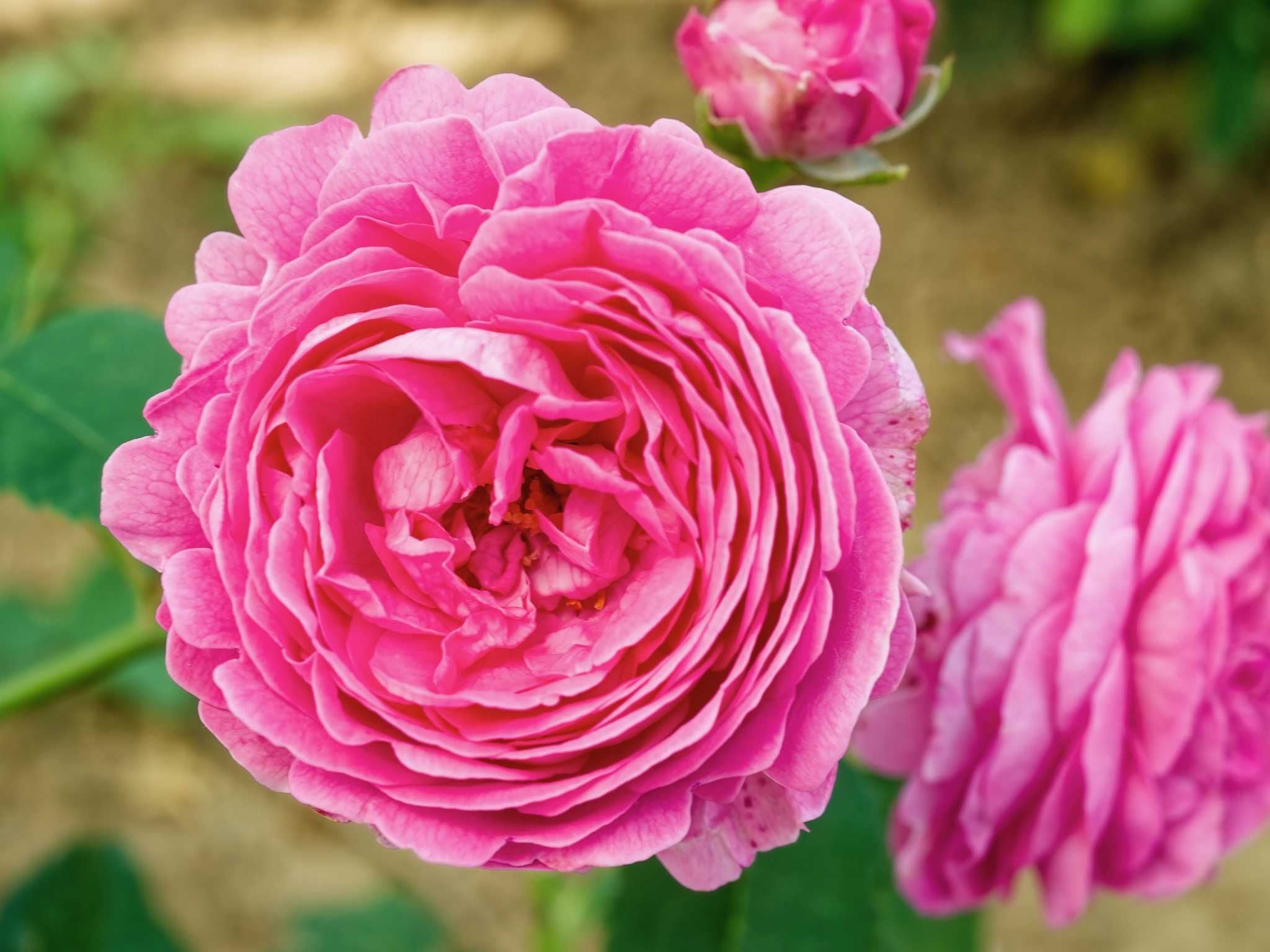 Bourbonrosen - Historische Rosen