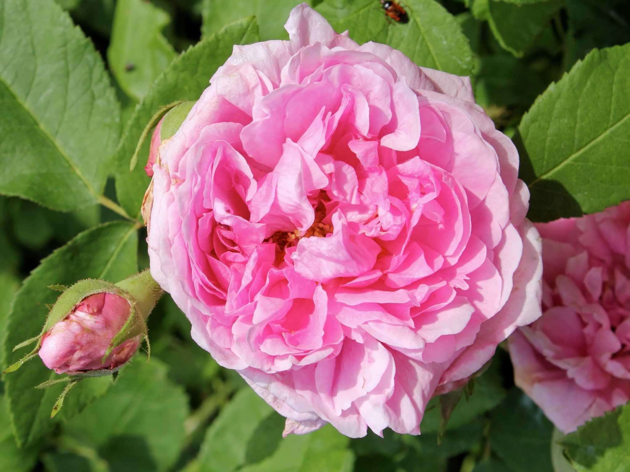 Portlandrosen - Historische Rosen