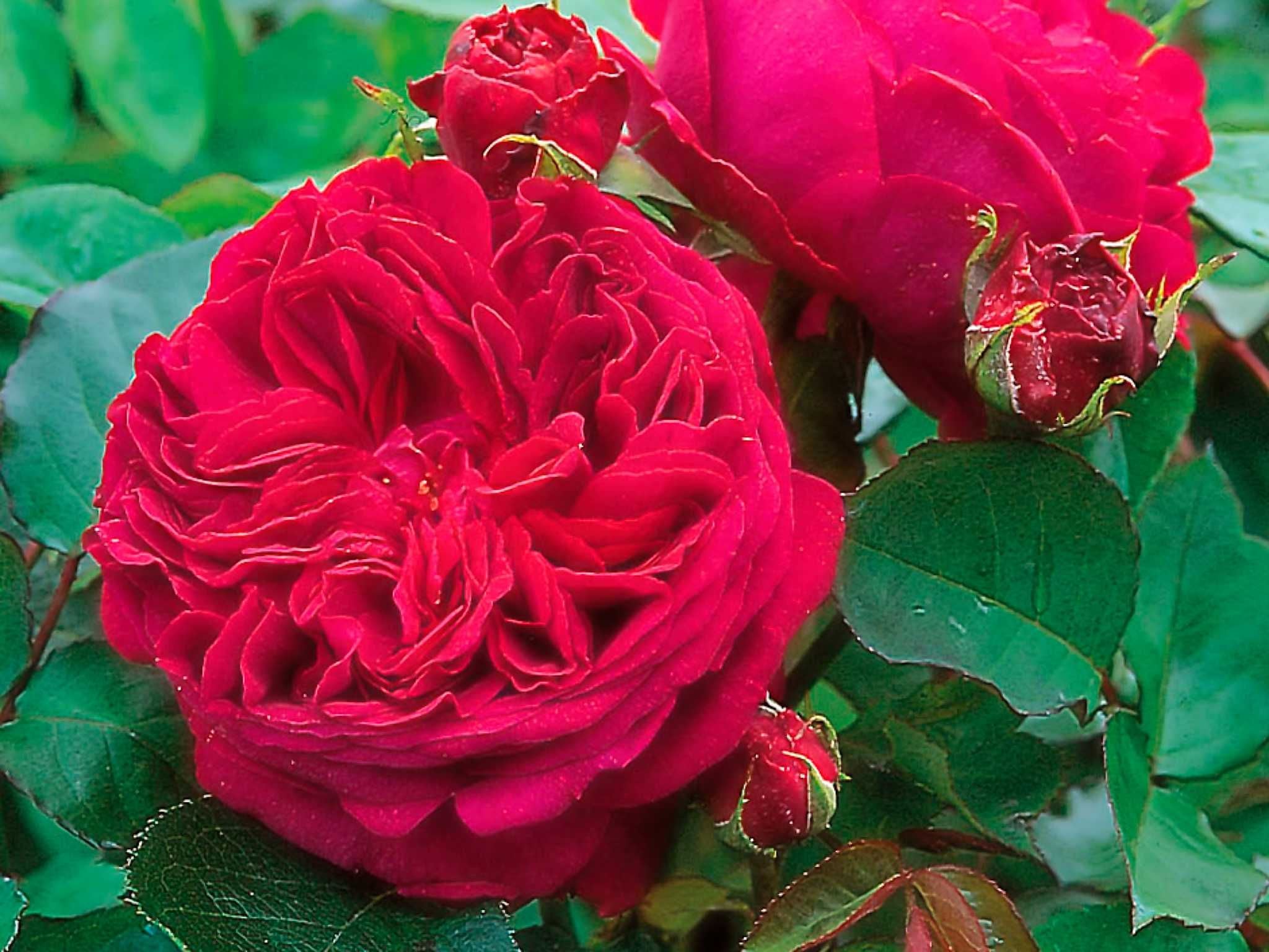 Duftende Rosen