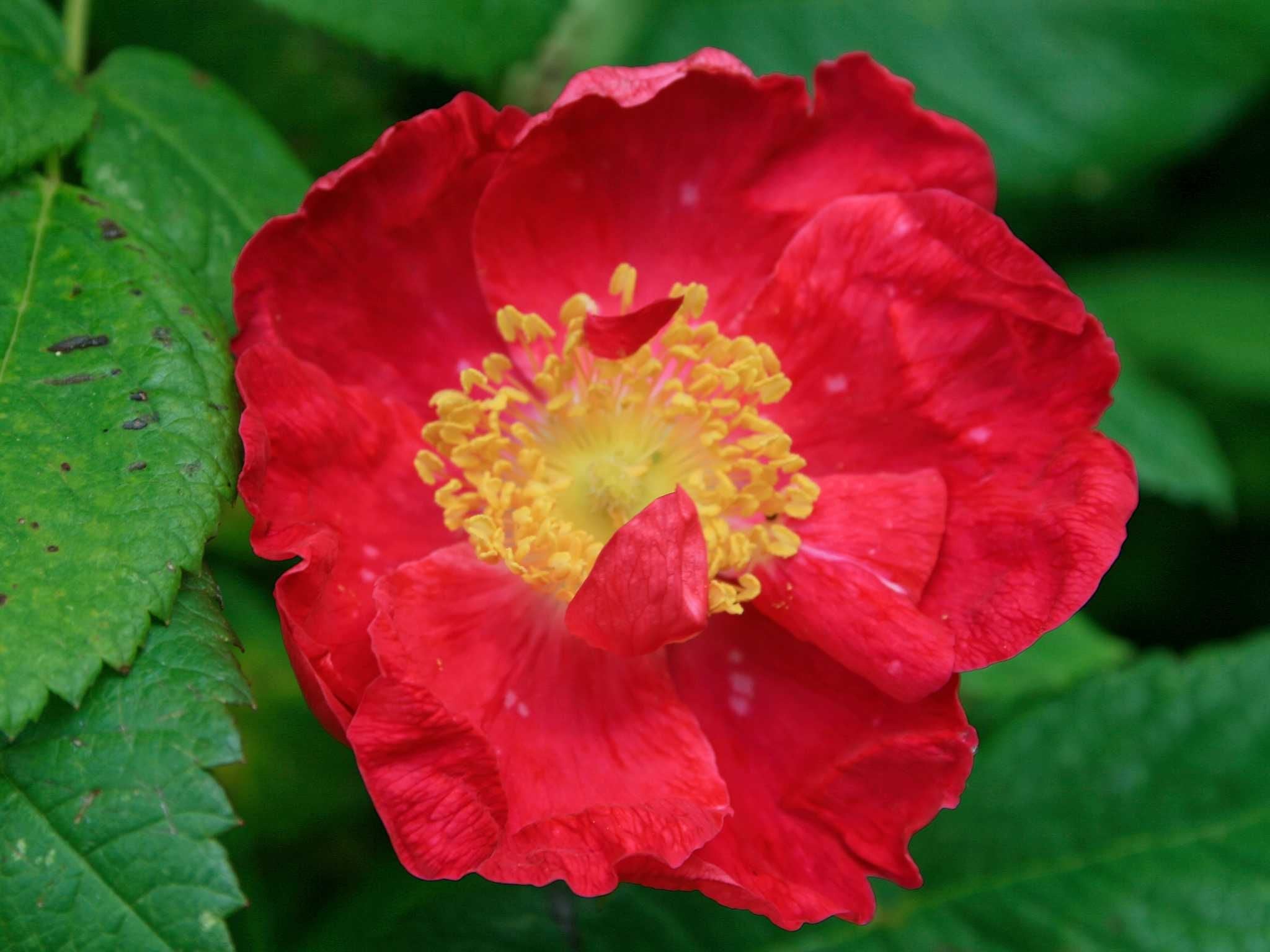 Gallicarosen - Historische Rosen