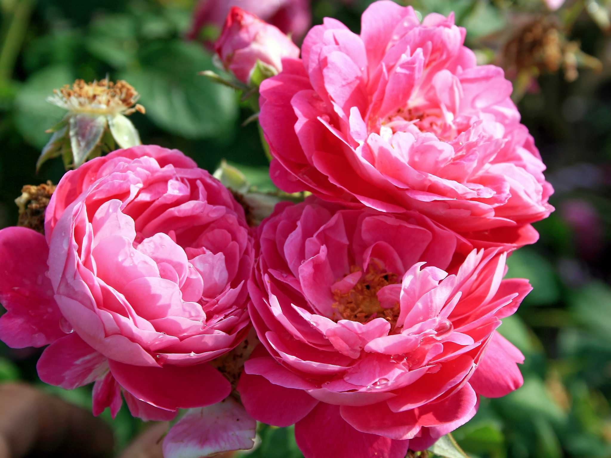 Zentifolien - Historische Rosen