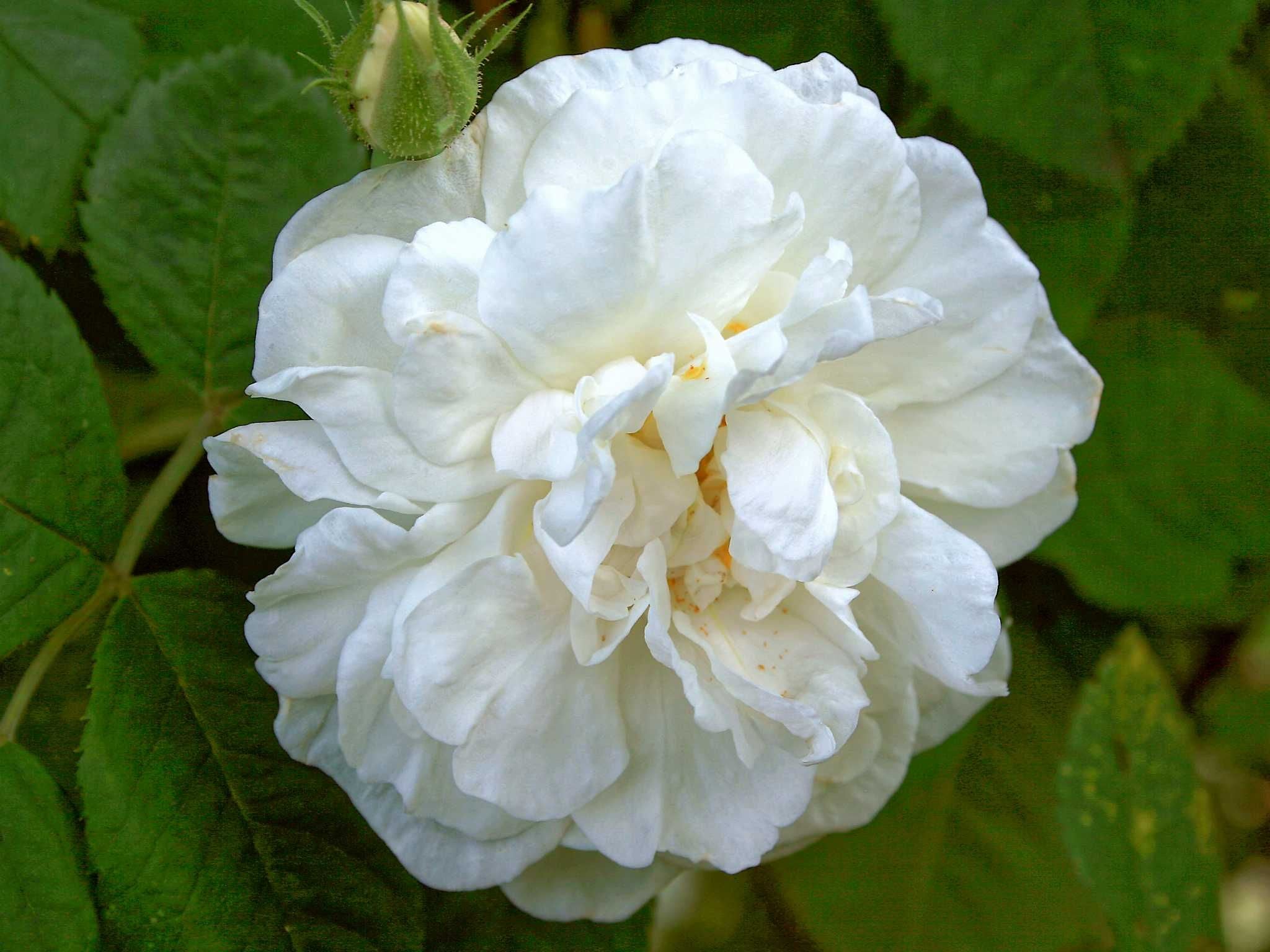 Albarosen - Historische Rosen