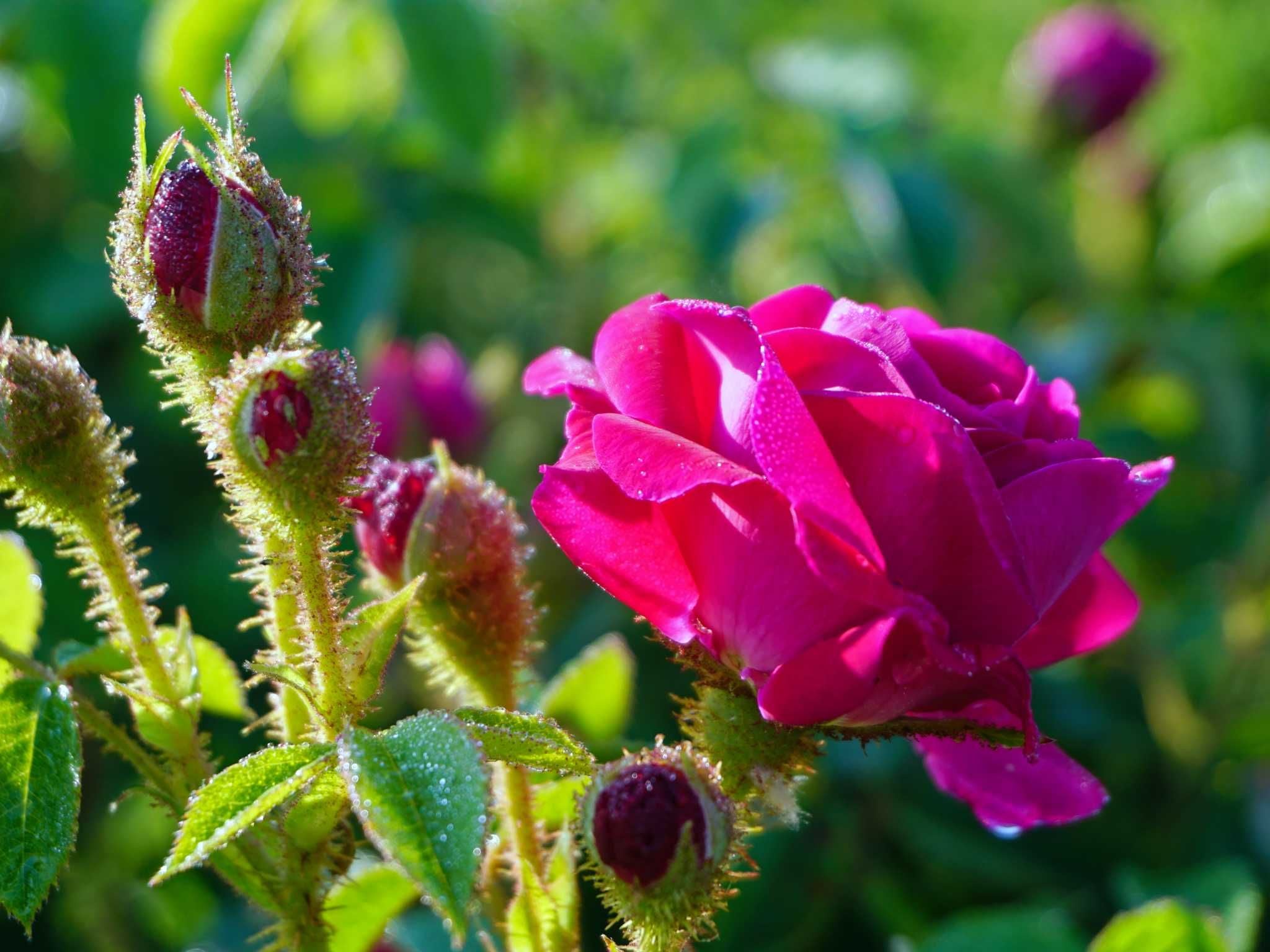 Moosrose - Historische Rosen