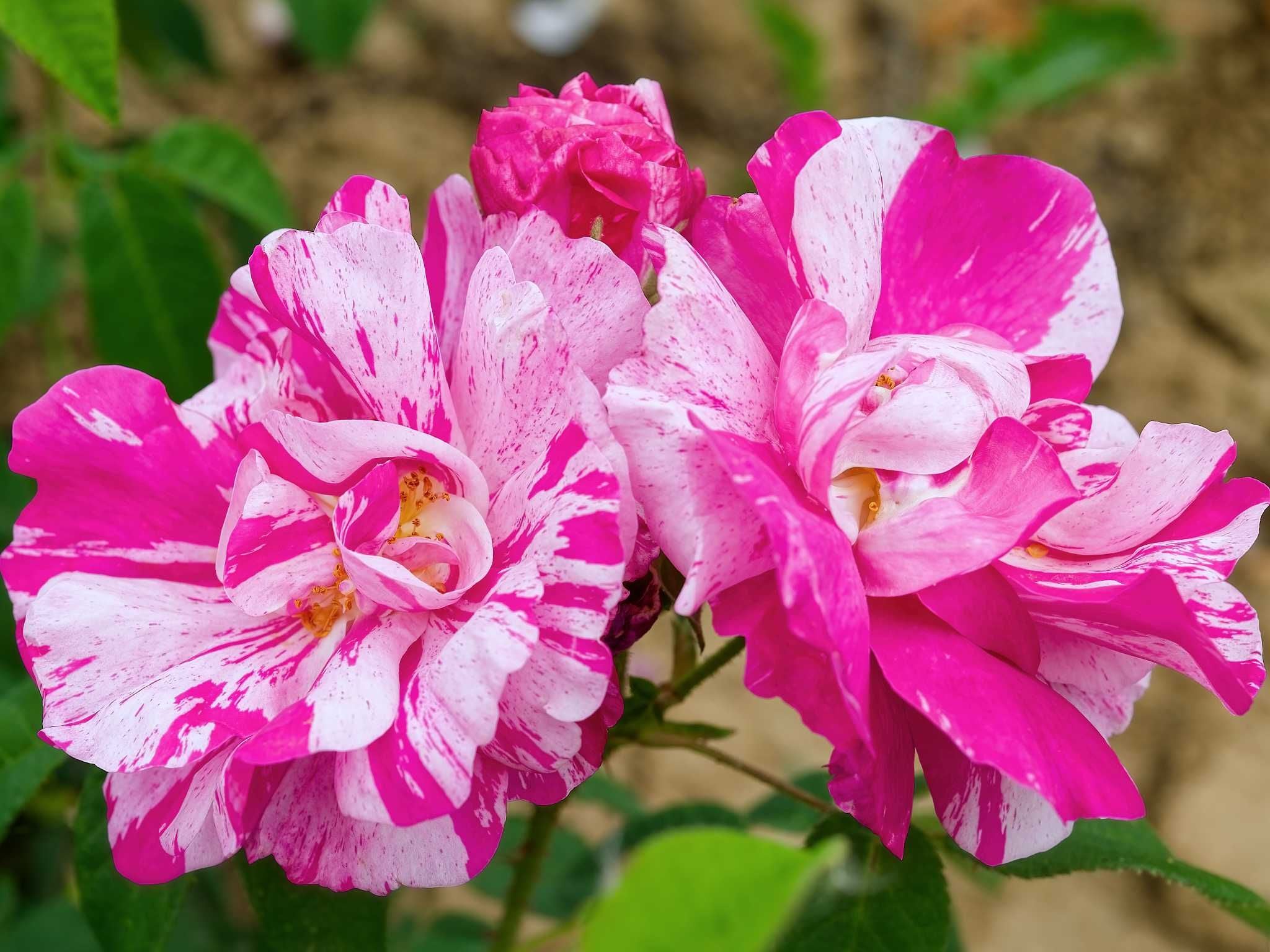 "Mein schöner Garten" - Mehrfarbige Rosen