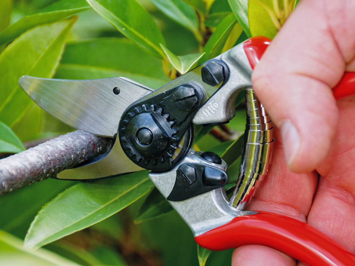 Rosenschere Felco 6