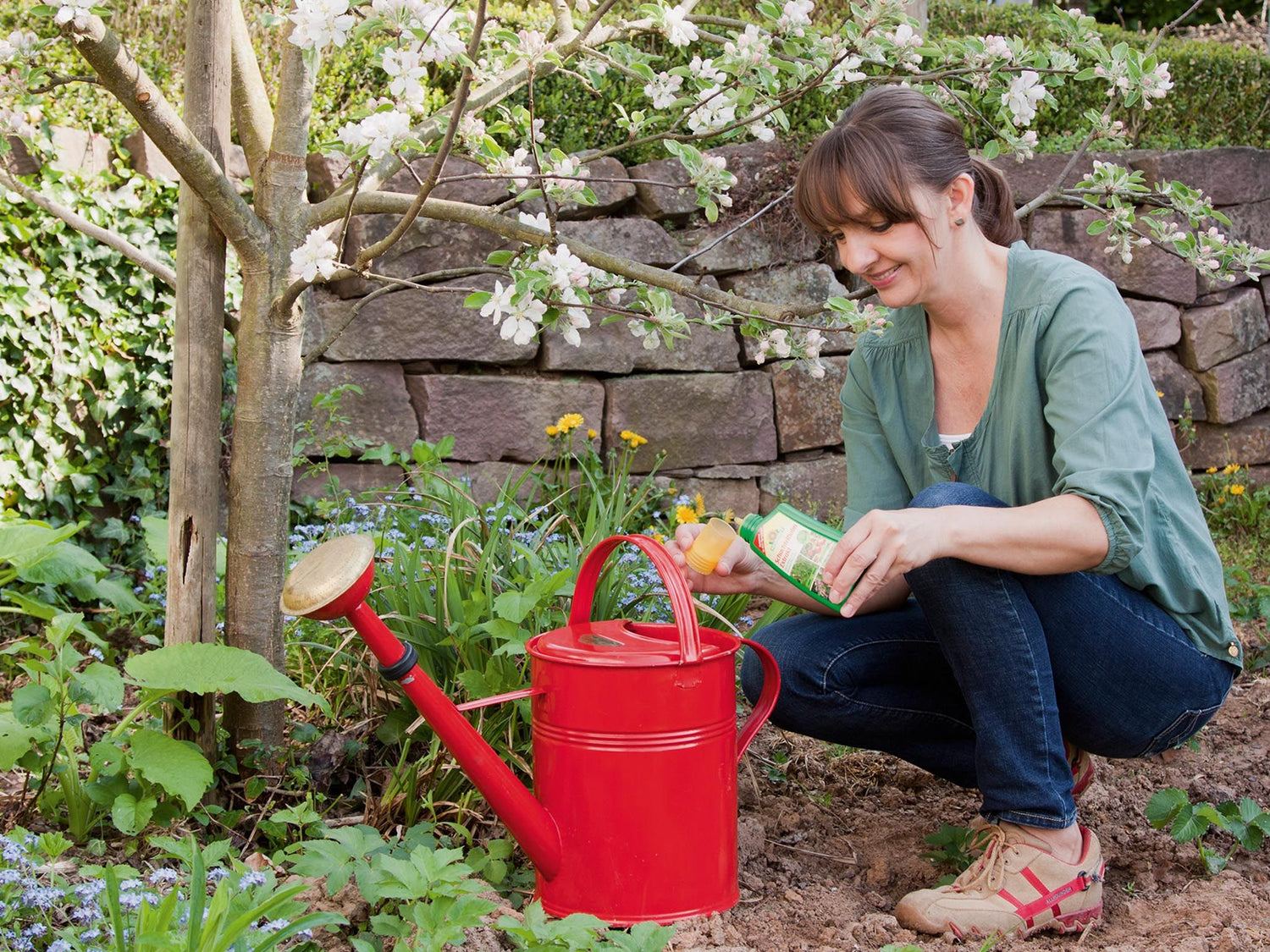 Schachtelhalm Extrakt Konzentrat