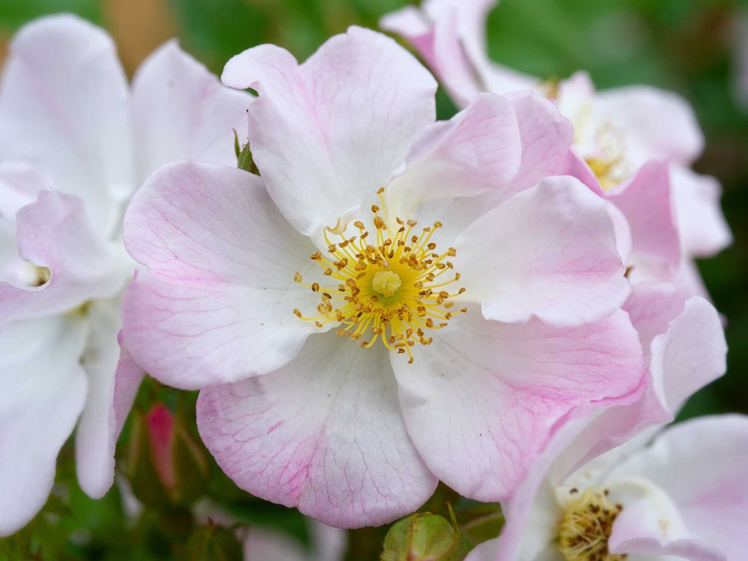 Smart Meidiland - Bodendeckerrose