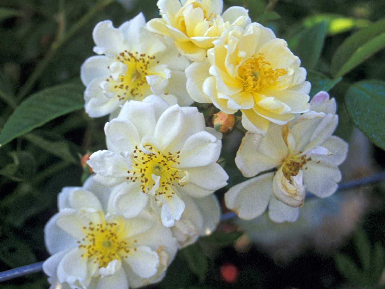 Lykkefund - Kletterrose Rambler
