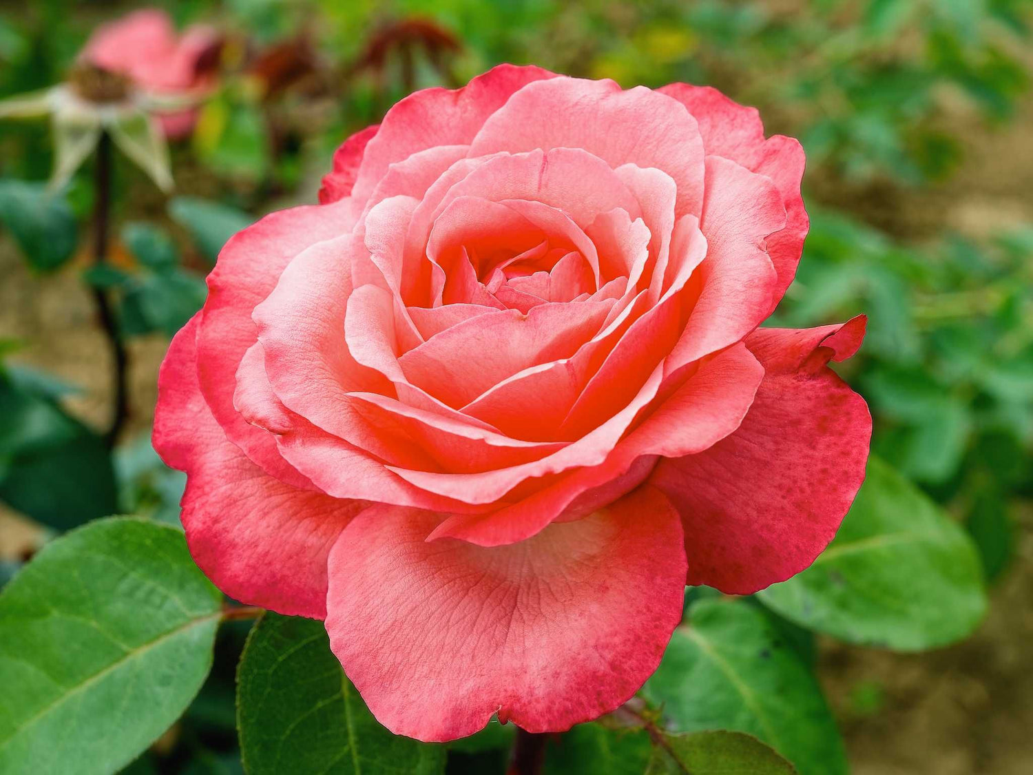 Aachener Dom - Edelrose