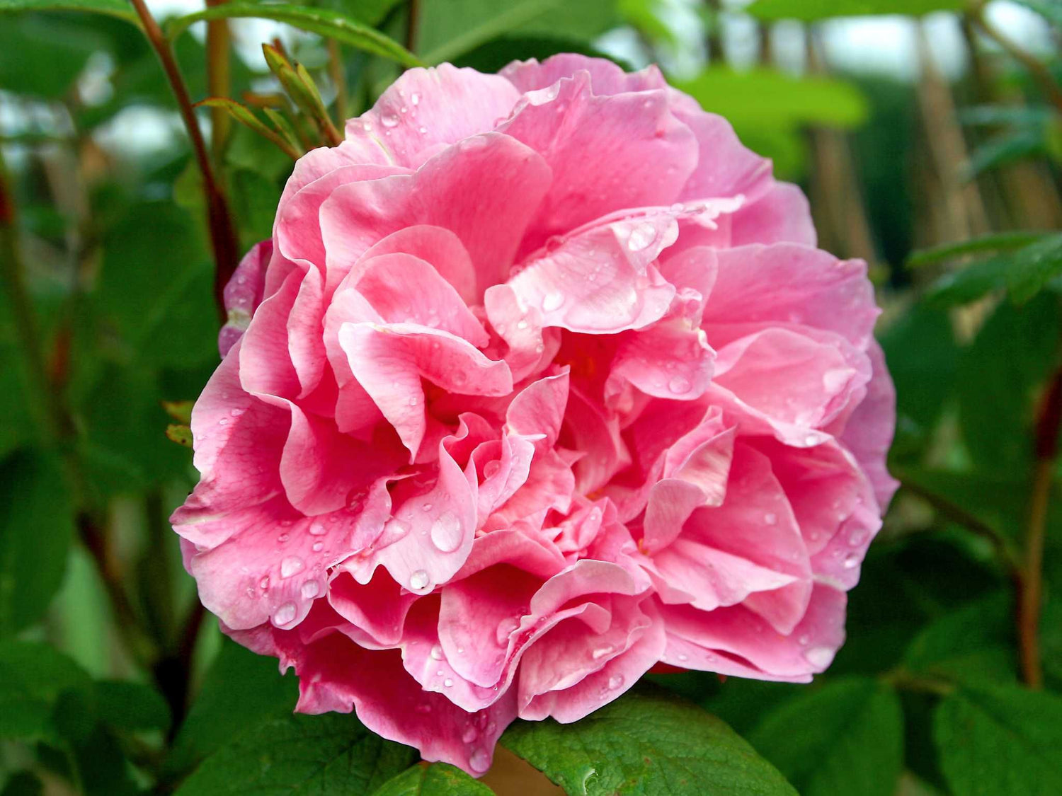 Therese Bugnet Rugosa - Kartoffelrose Strauchrose