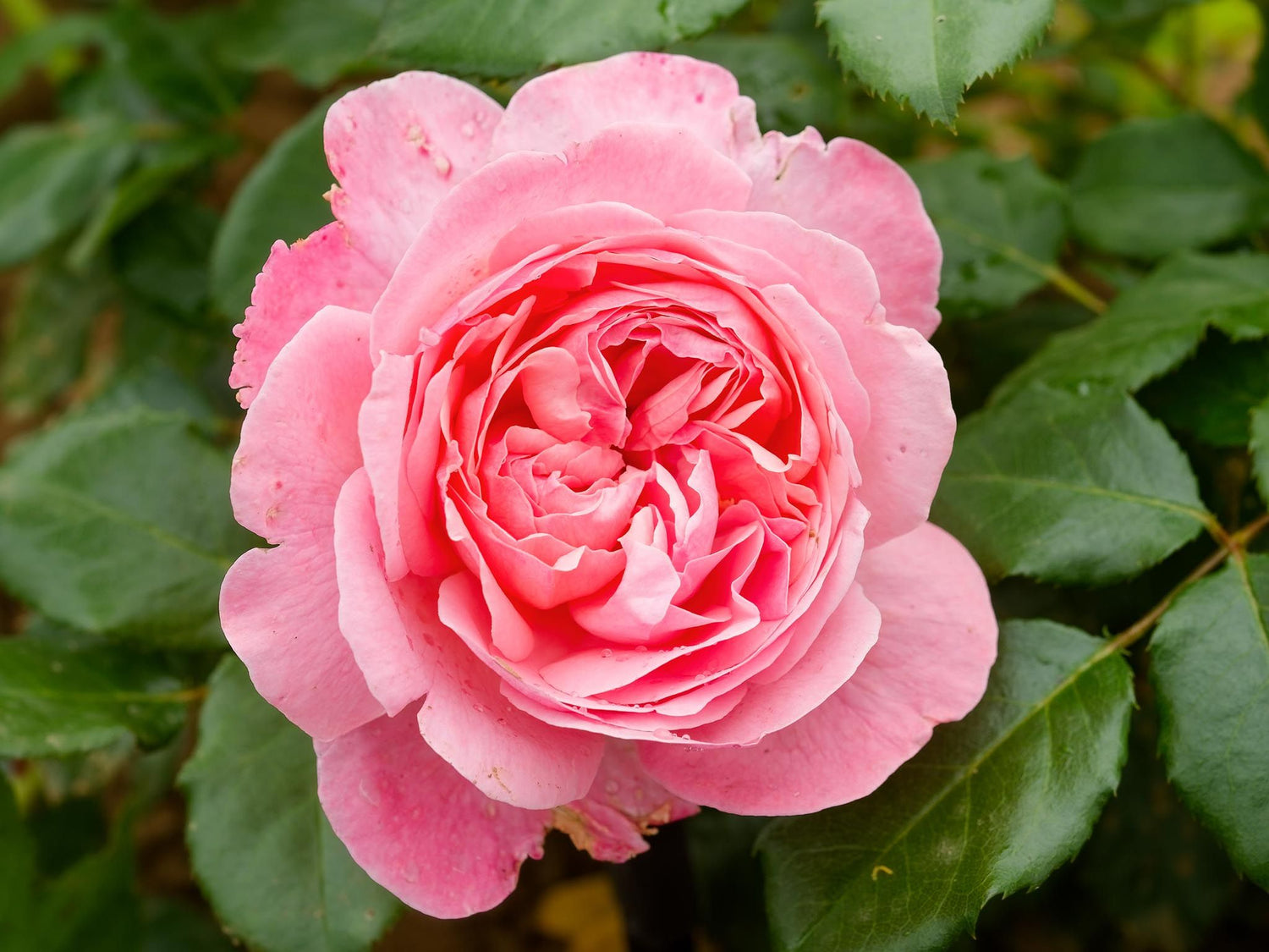 Flora Colonia - Strauchrose