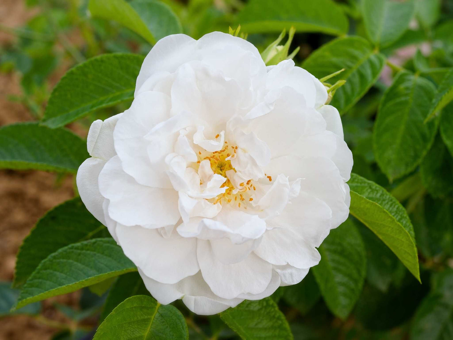 Mary Manners Rugosa - Kartoffelrose Strauchrose