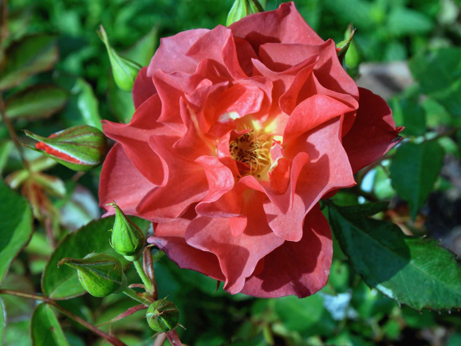 Celebration Time - Strauchrose