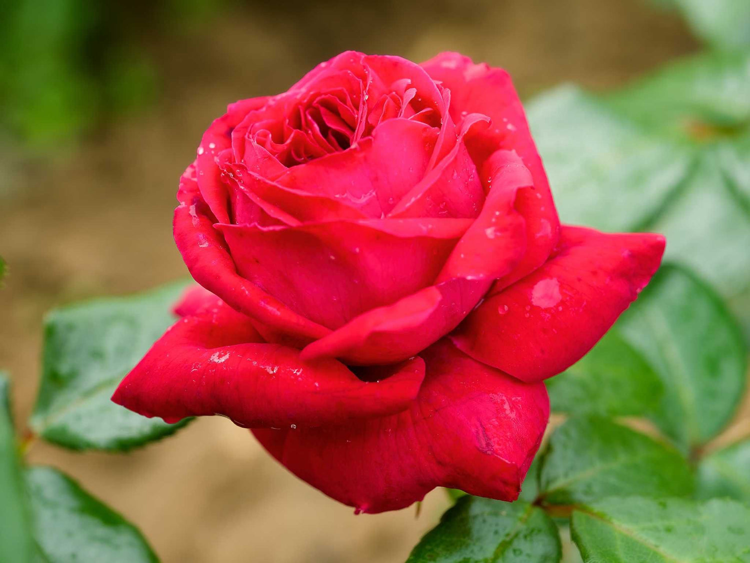 Ruby Kiss - Edelrose