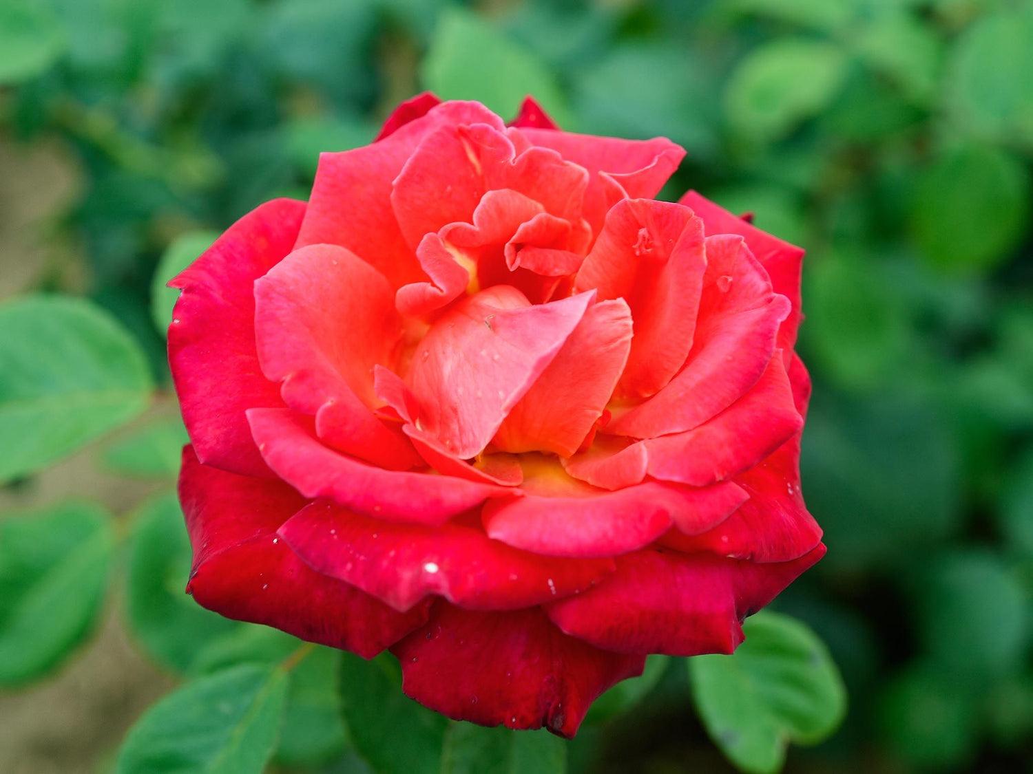 Cherry Explosion - Kletterrose Climber