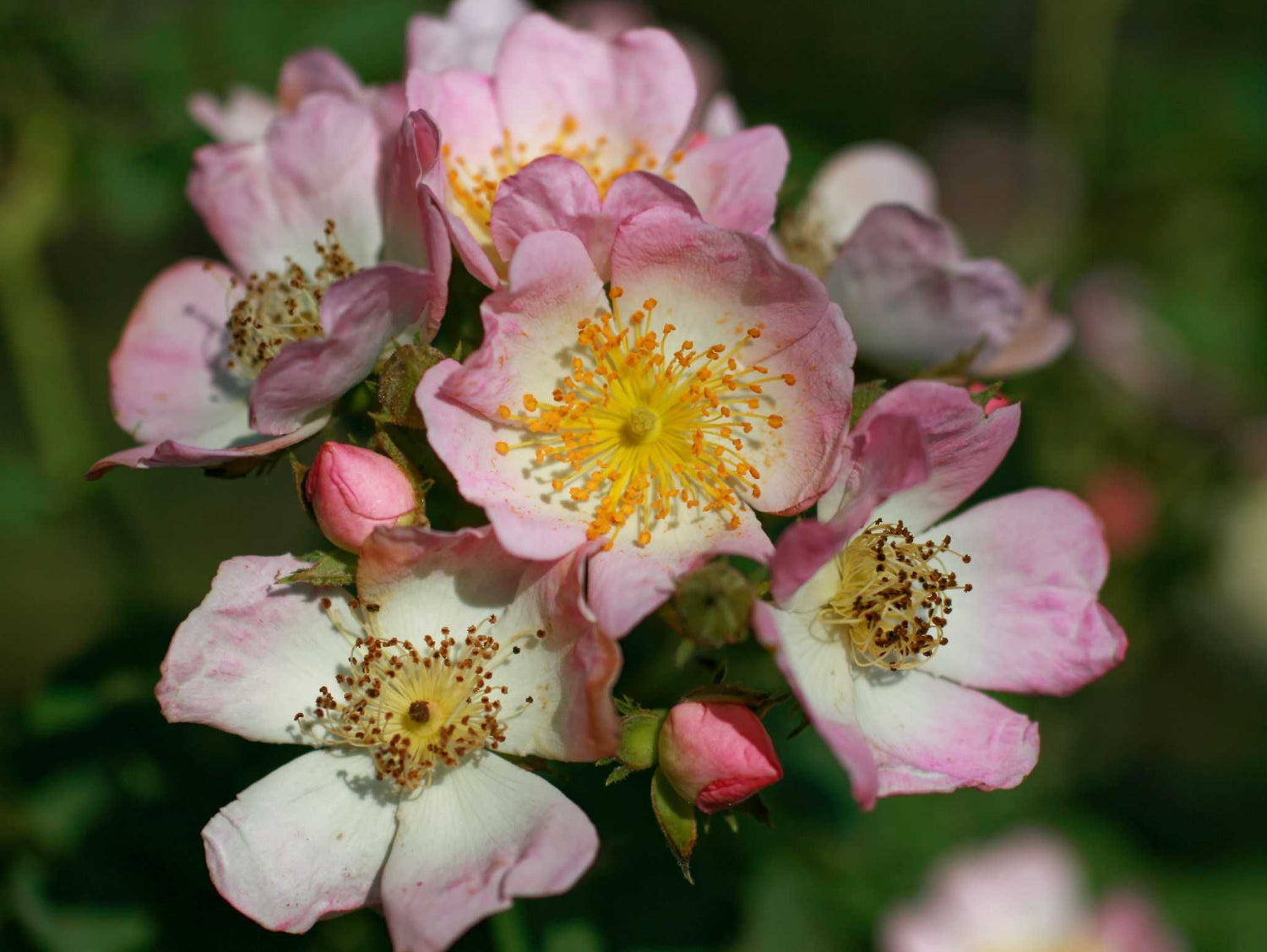 Kew Rambler - Kletterrose Rambler